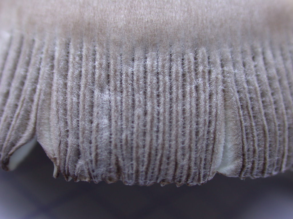 Novit� per .... me : QUIZZZZ